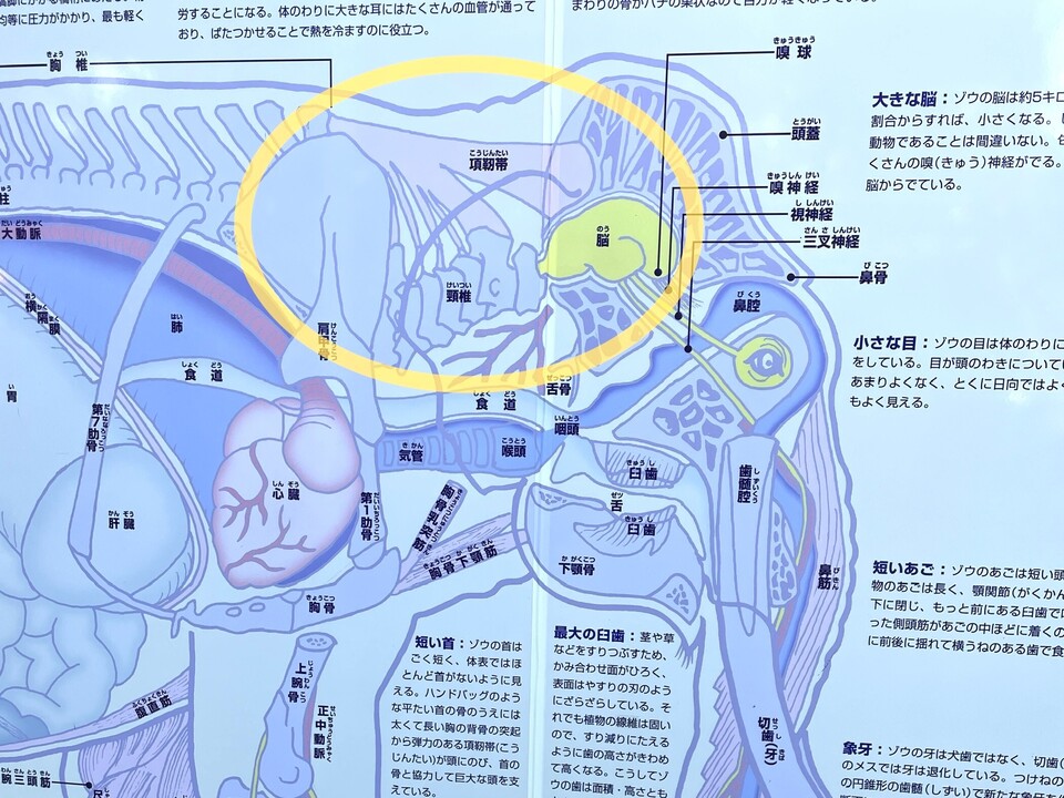 象の「項靭帯」分厚い…